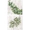 Eucalyptus & Leaves on White by Cindy Jacobs 14" x 14" Canvas Wall Art (Set of 2)